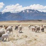 196..com的成功秘诀:如何在竞争中脱颖而出 ylzio