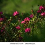 215期开奖结果震撼揭晓,幸运号码花落谁家? 9cp1y