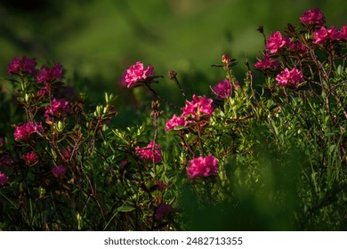 215期开奖结果震撼揭晓，幸运号码花落谁家？